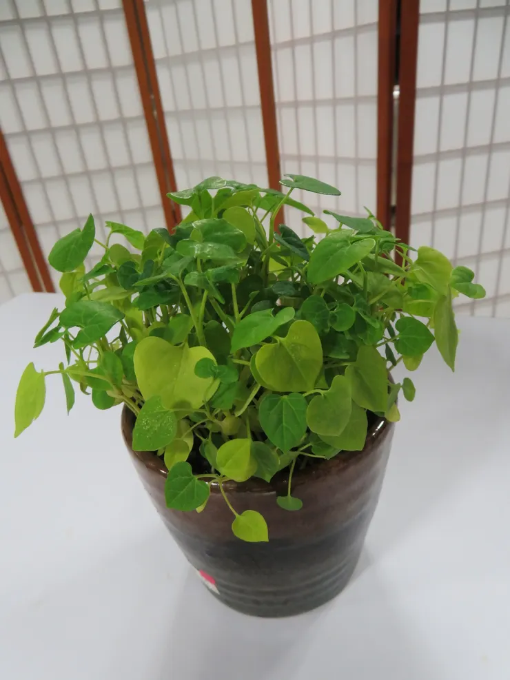 北投法鼓山樂齡106.11.15