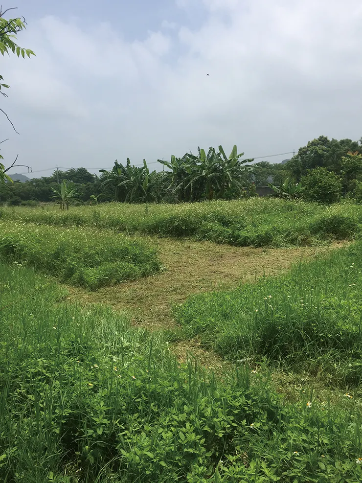 ▲看到瘋狂生長的雜草，朋友們有不同的反應。