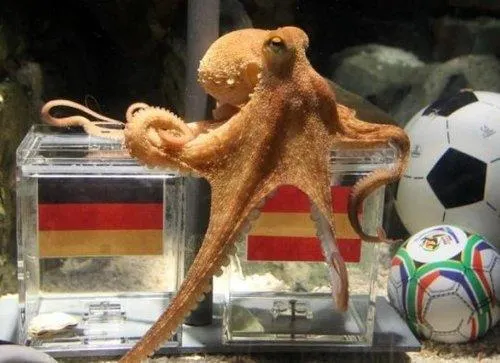 神算章魚