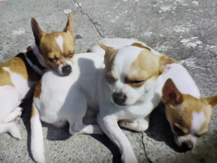 左嘟                          中小嘟                        右小小