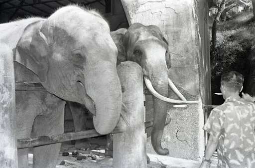 圖6 全臺知名的動物明星-瑪蘭與林旺 案名：公共、藝文建設（圖書館、國父紀念館、中正紀念堂、文化中心） 檔號：0051/0065/1 來源機關：行政院新聞局 管有機關：國家發展委員會檔案管理局