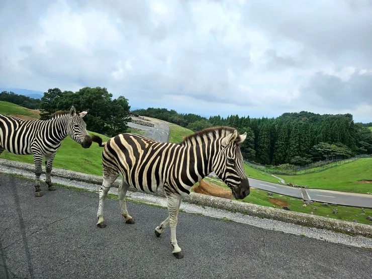 忽然get到了斑馬可愛之處！比預期更大隻，像塞進緊繃繃的彈性襪，肌肉一跳一跳地顫動。