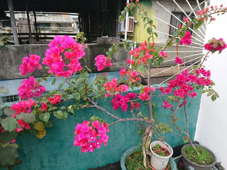 超過60歲的九重葛,重生後第一次來花