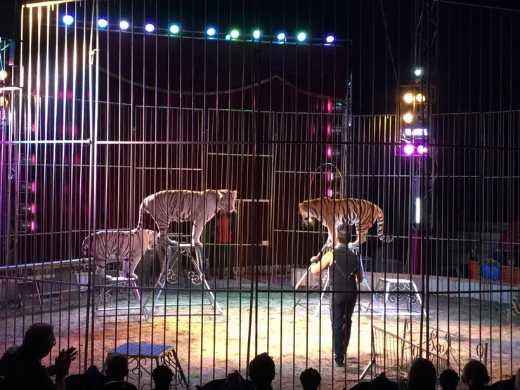 在老虎表演時會圍起鐵籠，避免危險