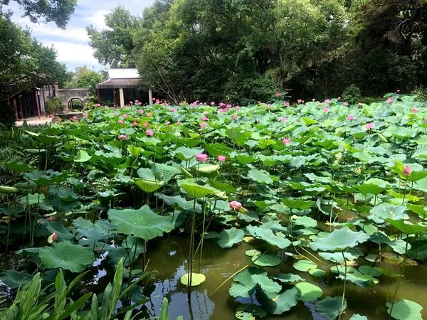 跑步路途中看到荷花開了，與您們分享夏天氣息
