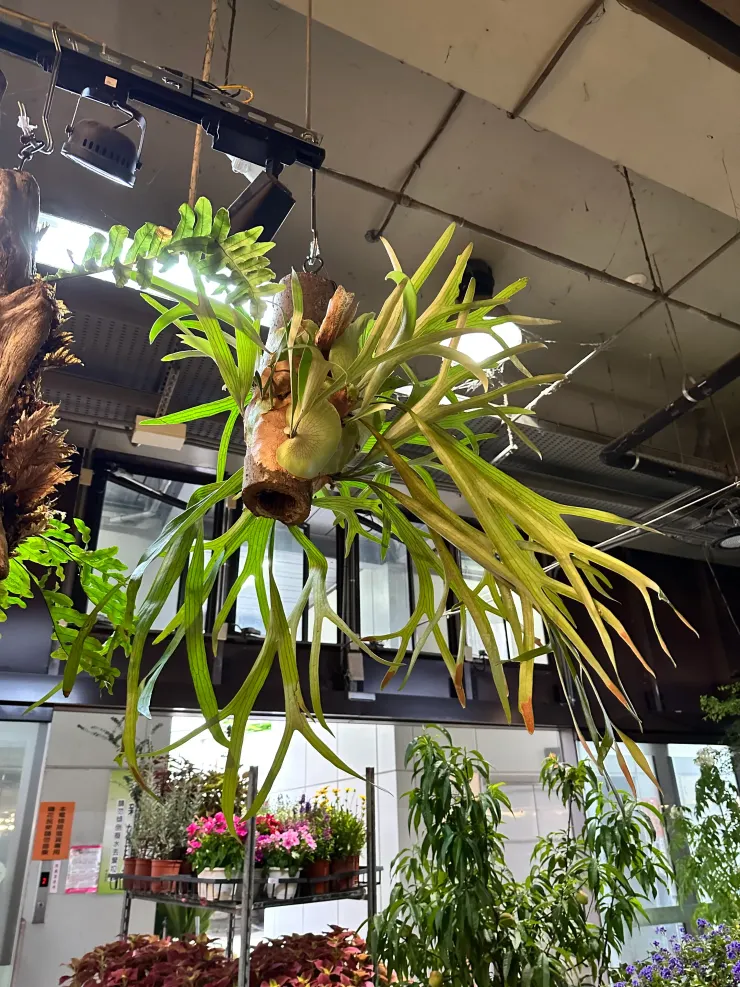 長滿側芽的普鹿