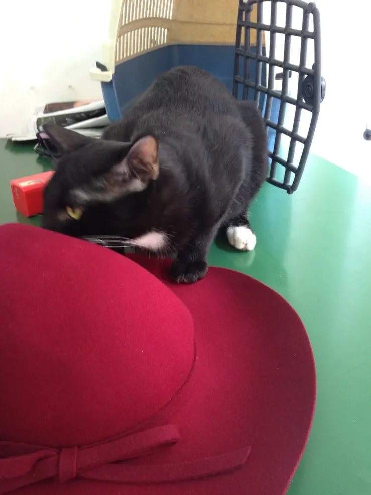 正在我的帽子上玩得很開心的小黑，不知道自己的命運即將改變。