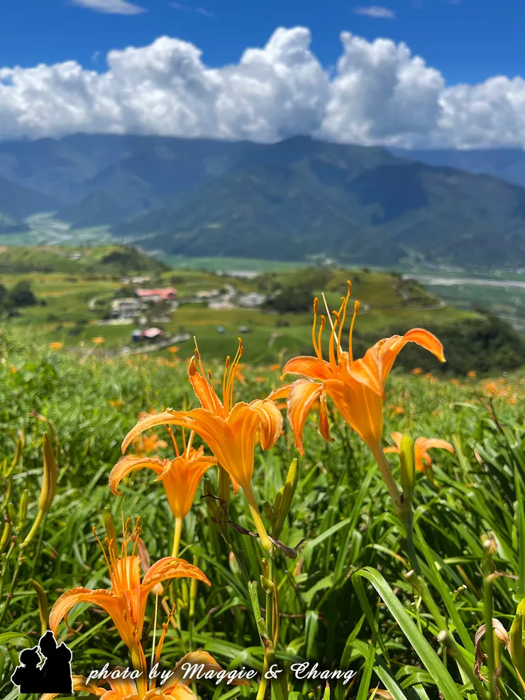 我們站在山頭往下望，整個花東縱谷盡收眼底。綠意與金針花田交錯，散落的村落小屋點綴其中，美得像幅油畫。