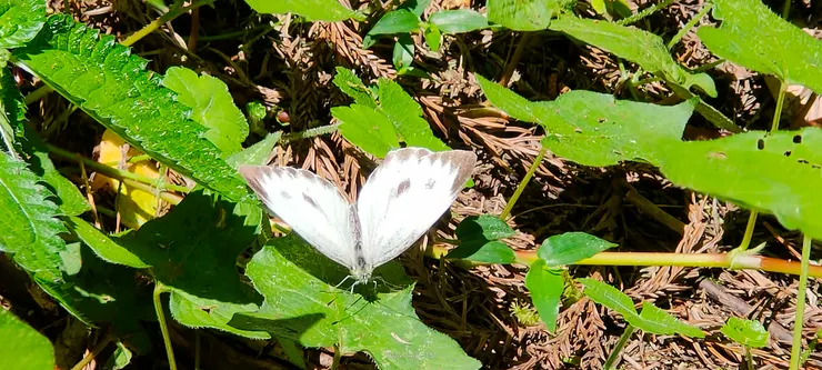 花若盛開,蝴蝶自來~