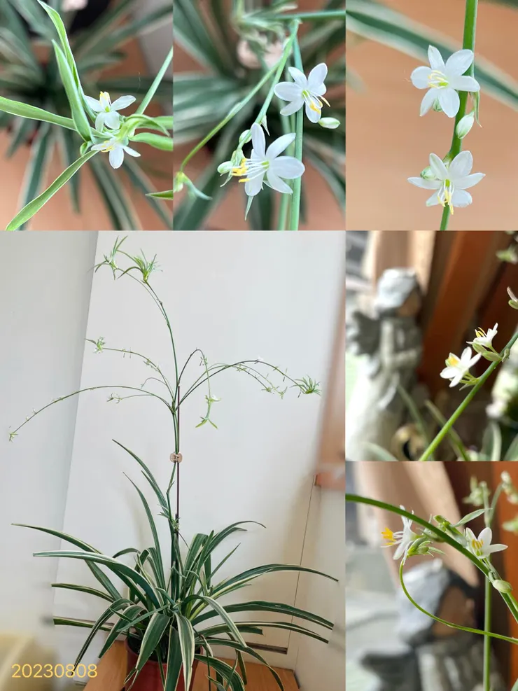 爸爸給我的訊息