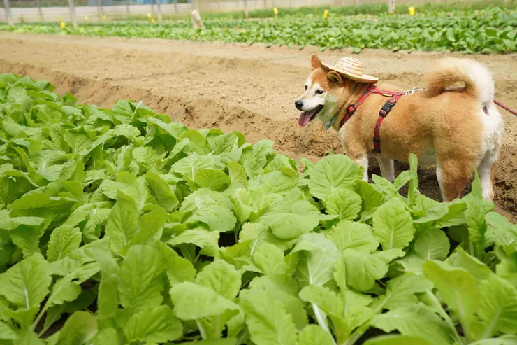 圖說:倍力寵物健康食品深耕本土,選用當季在地與有機食材,為台灣寵物食安建立以實證為本的新標準。(資料來源:倍力寵物健康食品)