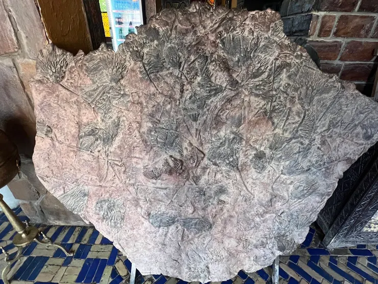 古老海洋生物化石