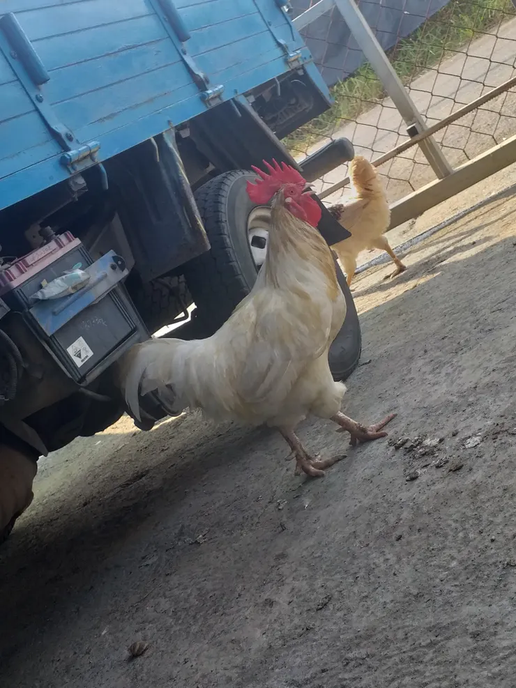 雞好可愛 好想養雞