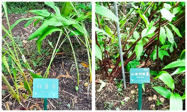 白薑黃及彩繪開鞘薑