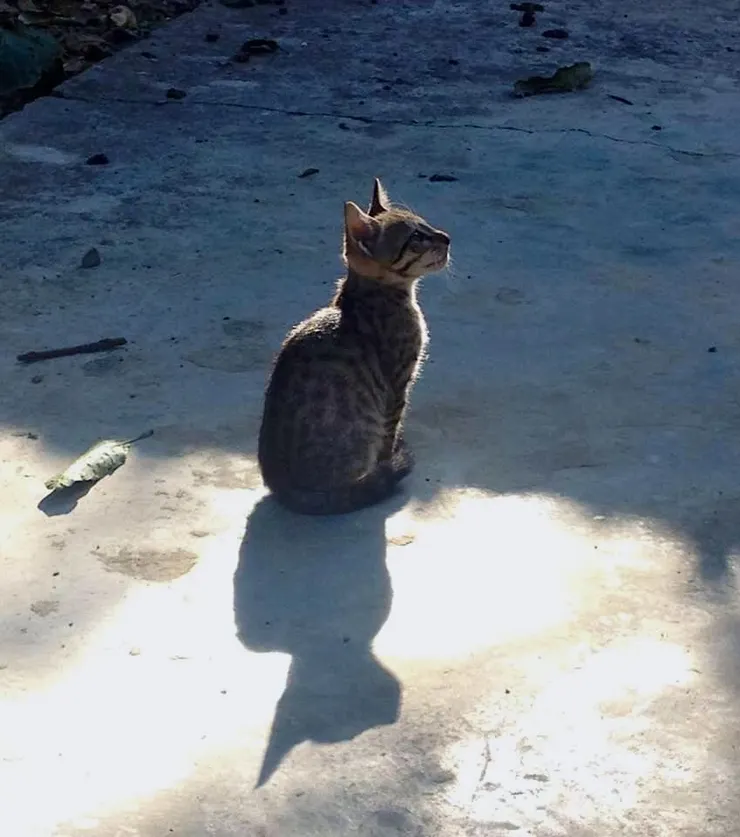 (照片：Sarah School, Himachal Pradesh, India)