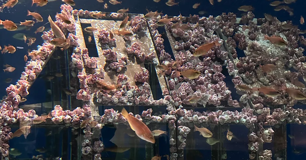 喬倩雨的尼比魯星球