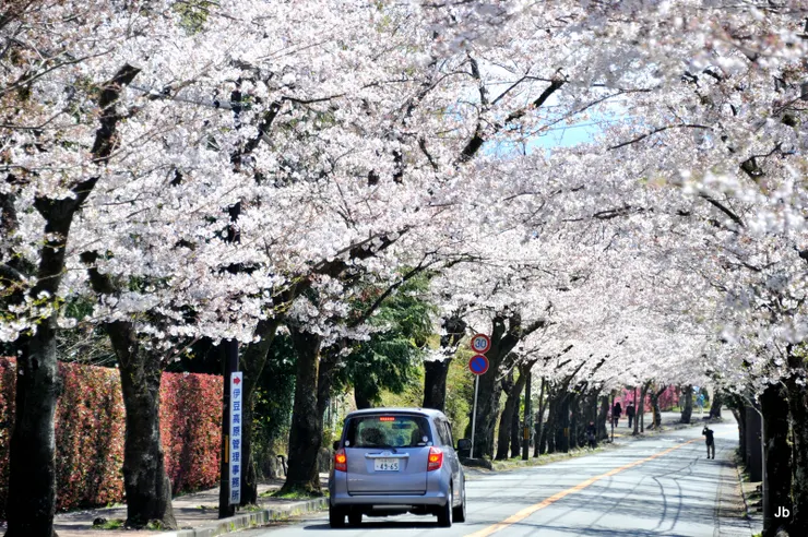 櫻並木通，各種搶拍客。