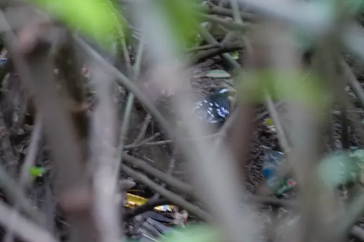 在垃圾中翻找食物