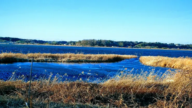 印旛沼　©photo AC - naojuni