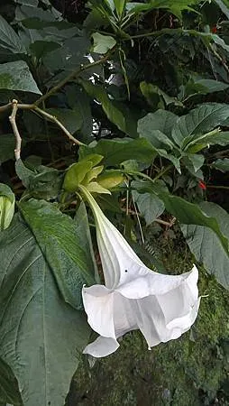 [台北旅遊]台北市南區一座八仙足跡傳說遺留的山岳，四通八達路