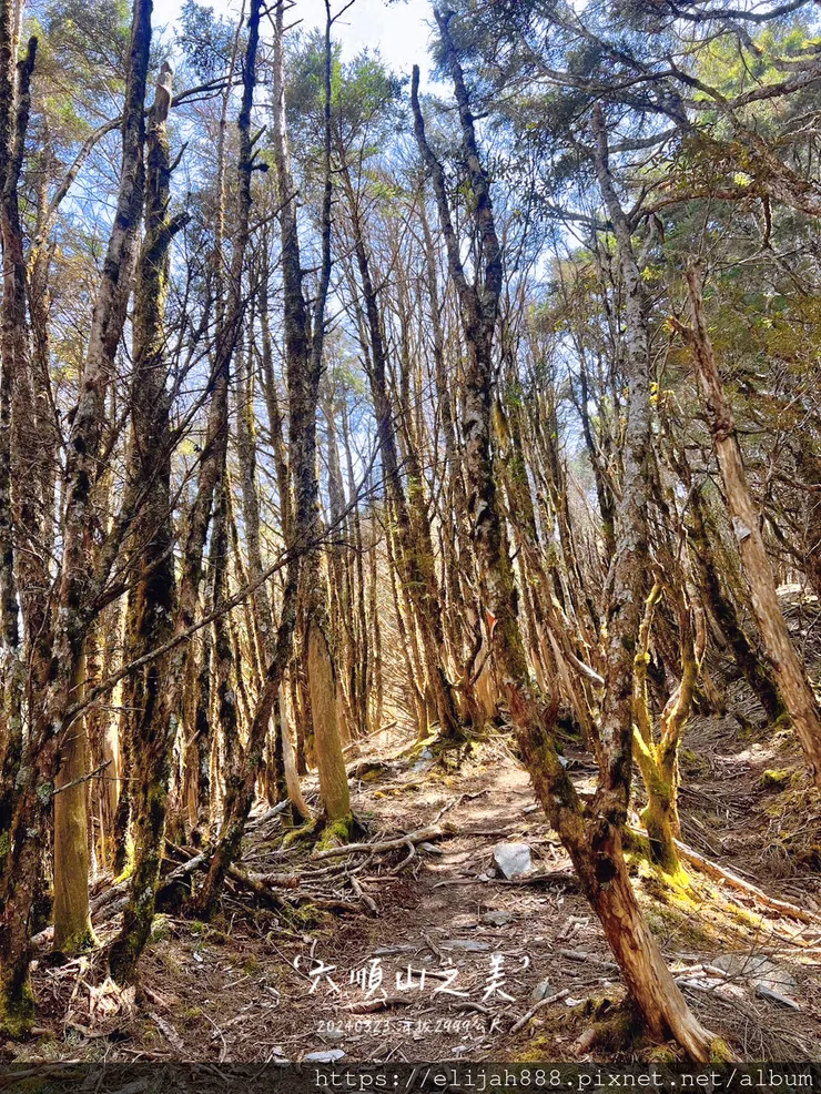 【丹大林道.六順山.七彩湖】六順山.海拔3009公尺/波波草