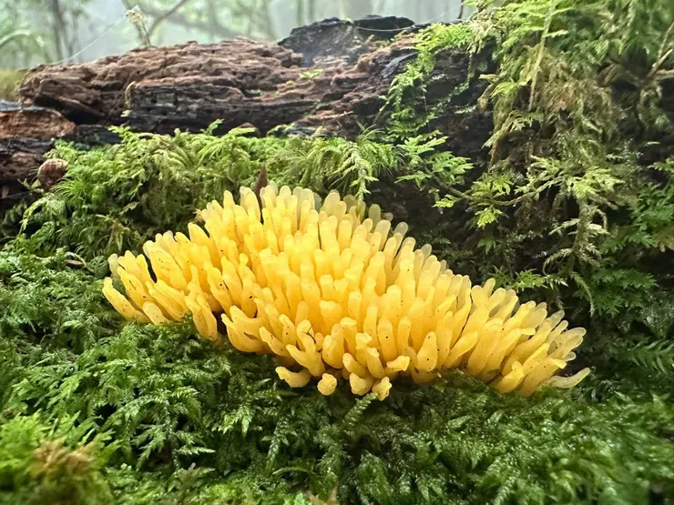 意外拍到長的像珊瑚的真菌