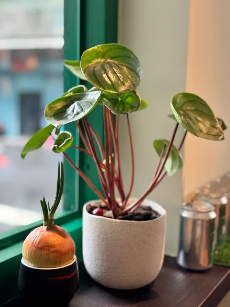 店內小角落,養起了洋蔥(離地面有很高的距離,狗狗碰不到喔)