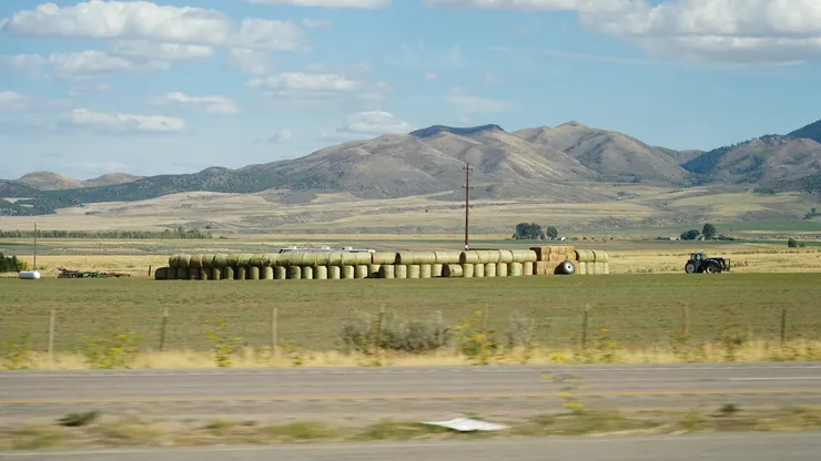 堆草卷準備過冬