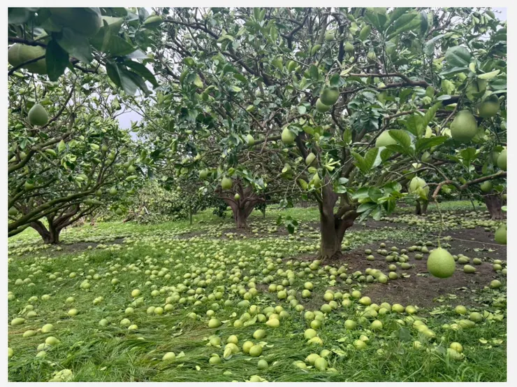 預計八月底可採收的文旦柚85%變為落果-我們的島