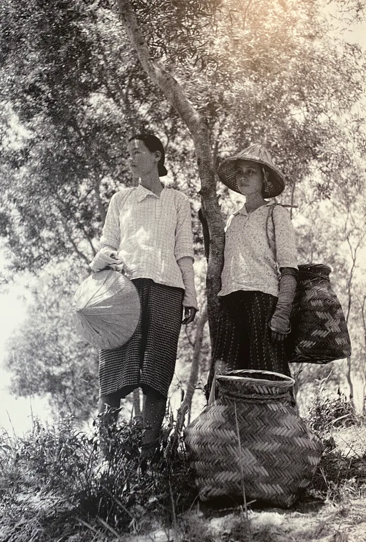 以前的採茶姑娘