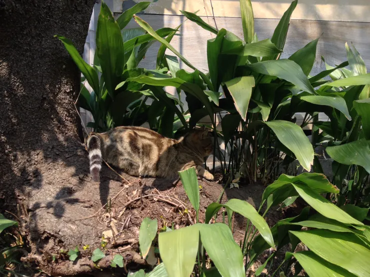 在樹叢中發現了貓咪！(江之島是日本十大貓島之一，所以島上的貓貓很多，可愛w)