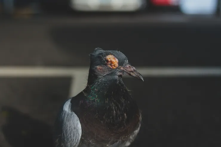 Canon 7D with LEITZ Leica Summicron-R 35mm/F2.0