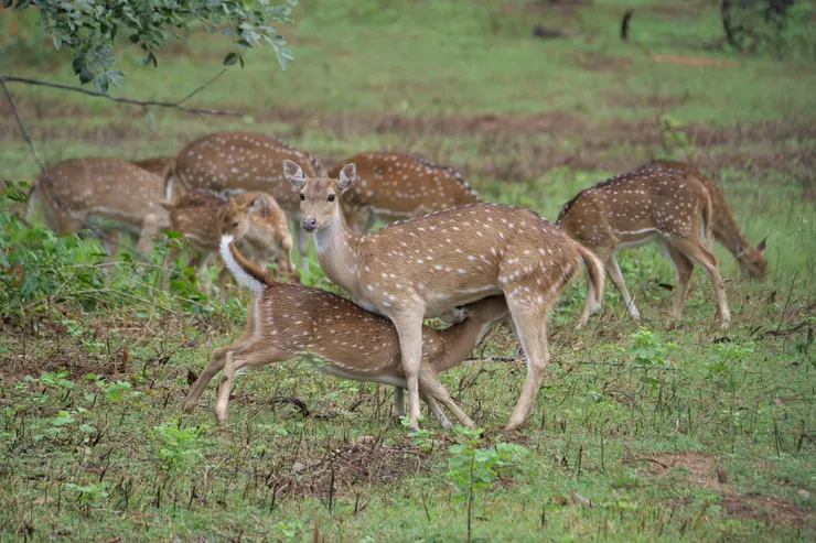 媽媽的奶最好吃