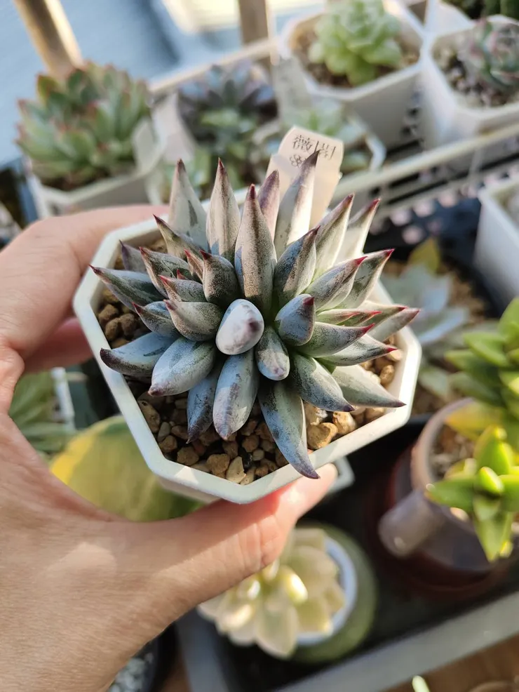 黑魔爪的夏天顏色退色了，期待秋冬恢復紫黑模樣