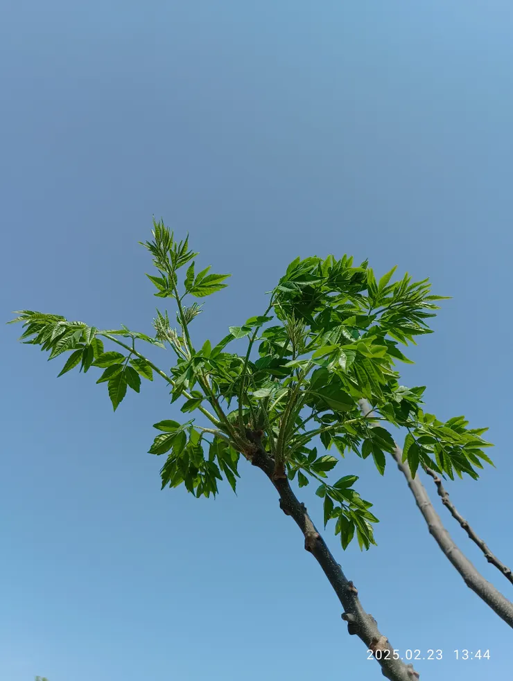 苦楝欣芽向天許