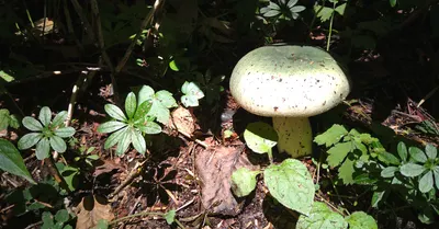 奇異博士 的奇幻旅程