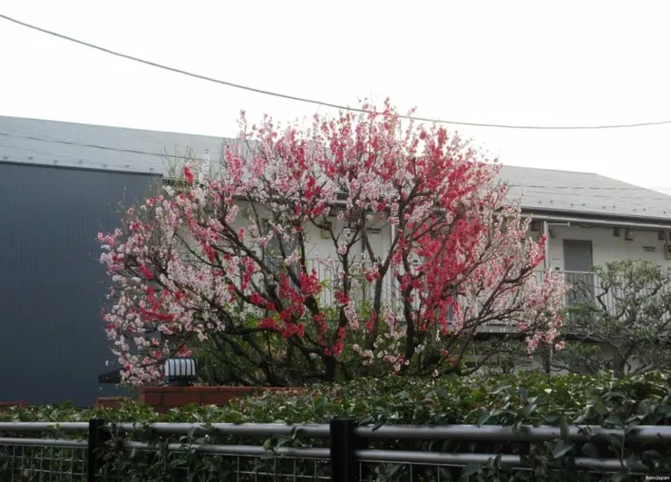 好多顏色的櫻花樹,2025年