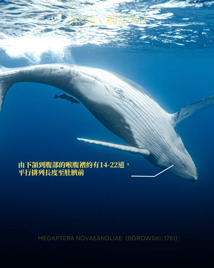 攝影｜𝖳𝖸𝖫𝖤𝖱 𝖳𝖠𝖭𝖠𝖪𝖠