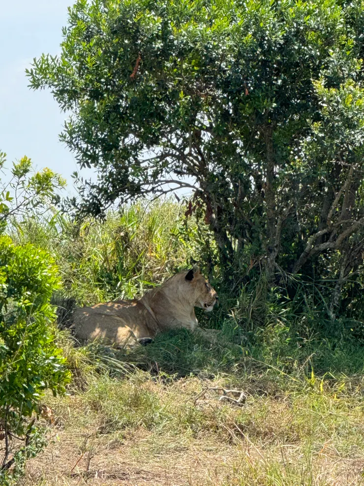 可能還在找舒服睡覺姿勢的母獅子