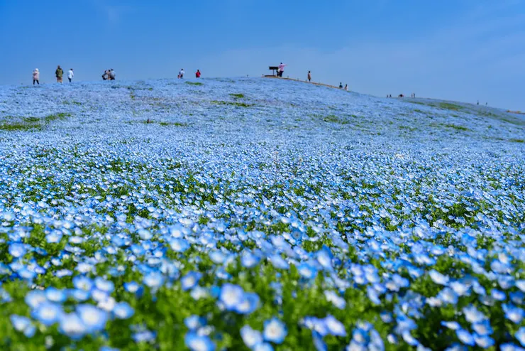 「みはらしの丘」的粉蝶花