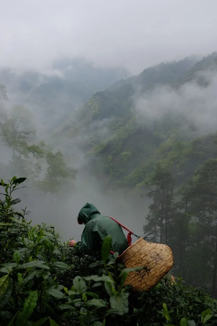 圖片來自Pinterest 