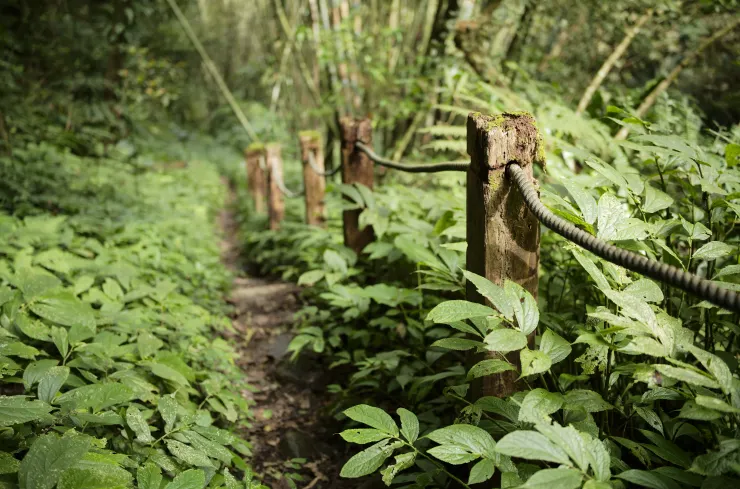 腐朽的山徑扶手(Leica M10-R+ APO-SUMMICRON-M 35 f/2 ASPH.)