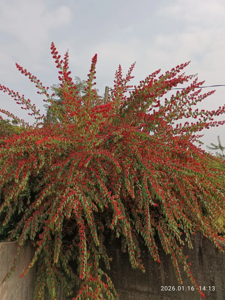 粗看以為是九重葛，近細瞧，原是生長於喜馬拉雅山的“冬紅花”！自拍攝
