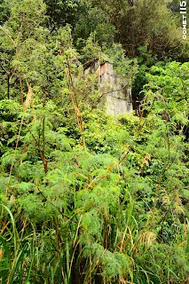 武塔二號隧道南口，已快被樹林所淹沒