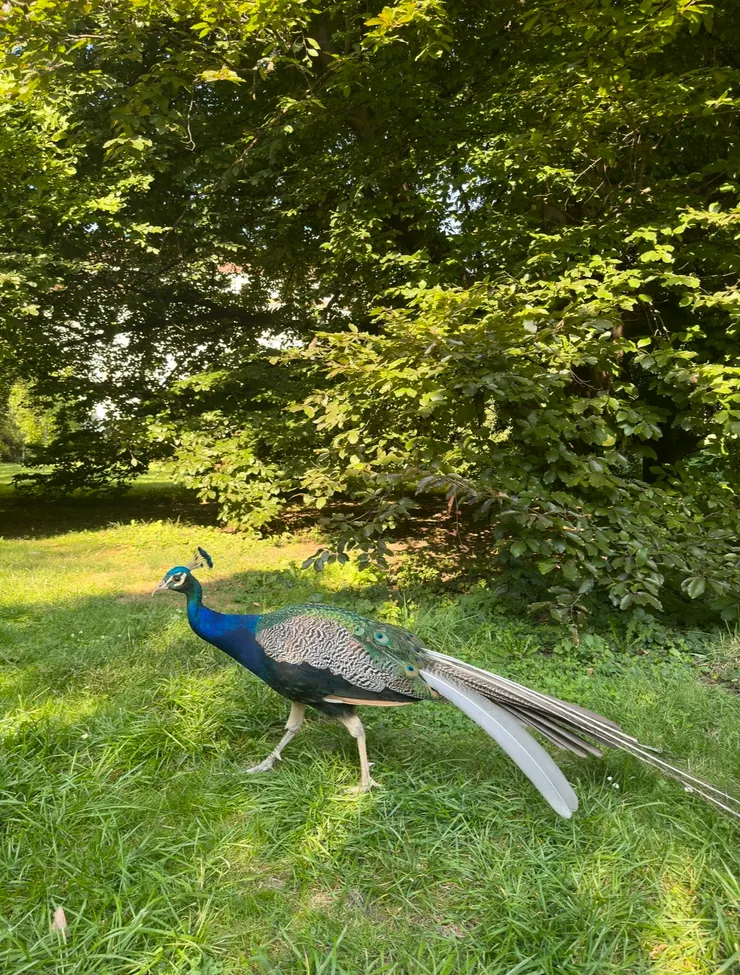 四處走動的大孔雀