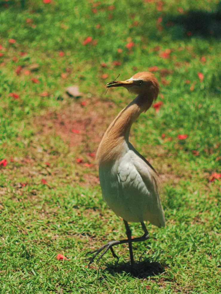 剛從花圃裡挑起一根樹枝的瞬間