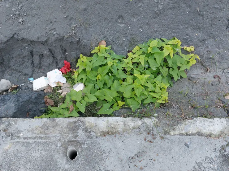 路邊沙土長出地瓜葉 / 資料來源：我自己