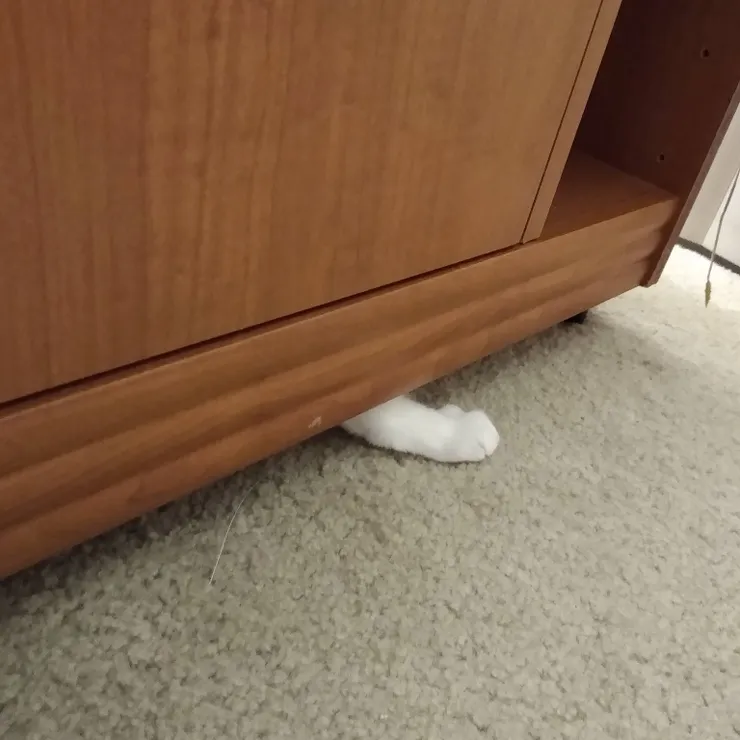 是誰的小手手露出來了？