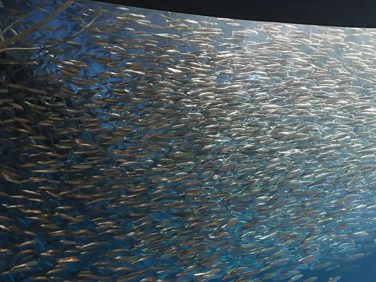 滿滿的沙丁魚，看起來真的會有壓迫感~