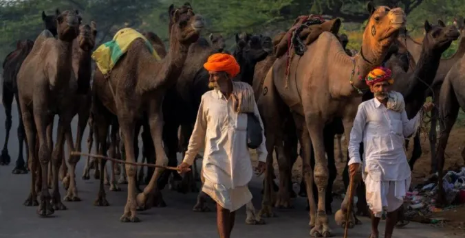 印度普什卡駱駝嘉年華